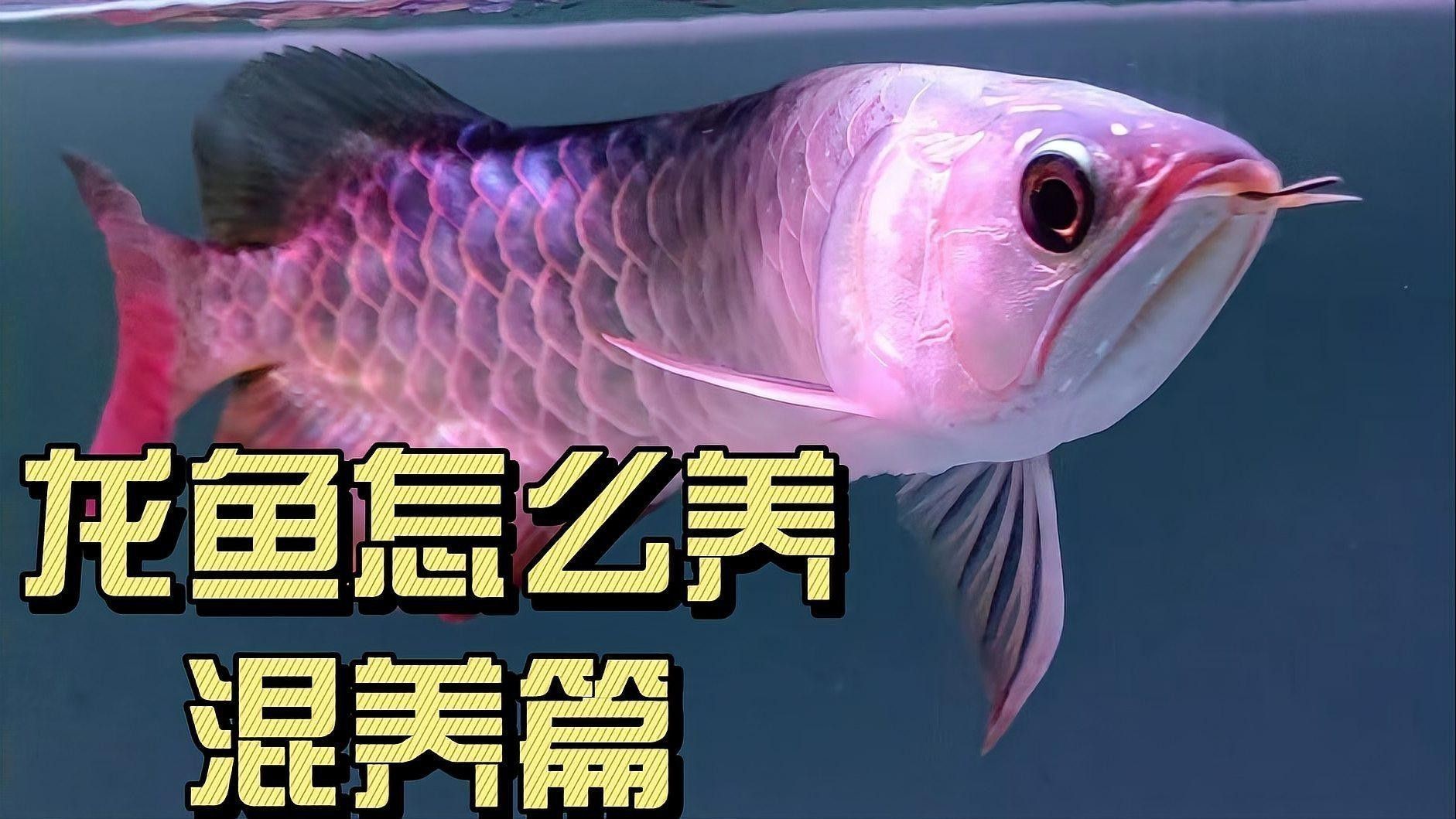 金魚和龍魚混養好不好