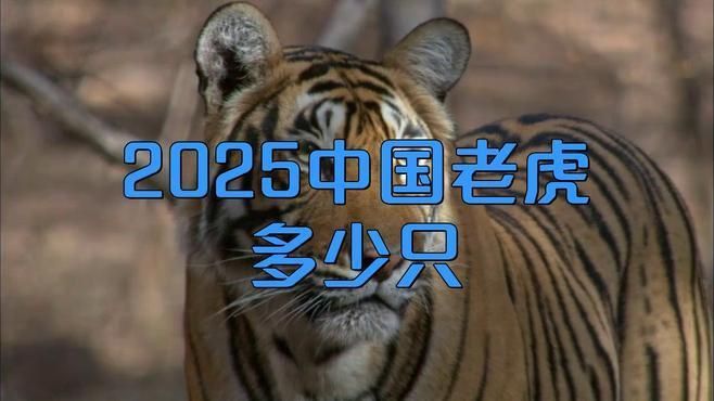老虎現(xiàn)存數(shù)量2025年