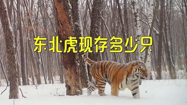 老虎現(xiàn)存數(shù)量2025年