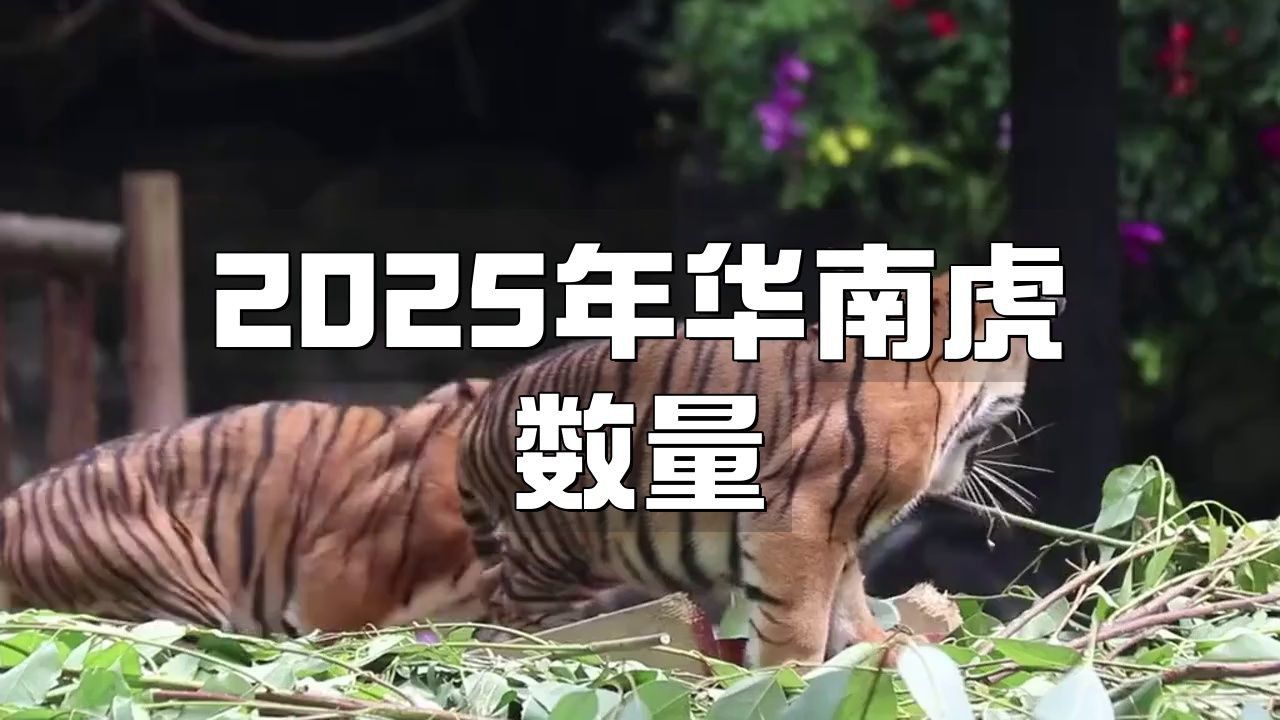 老虎現(xiàn)存數(shù)量2025年