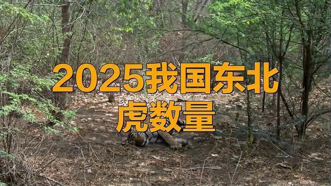 老虎現(xiàn)存數(shù)量2025年