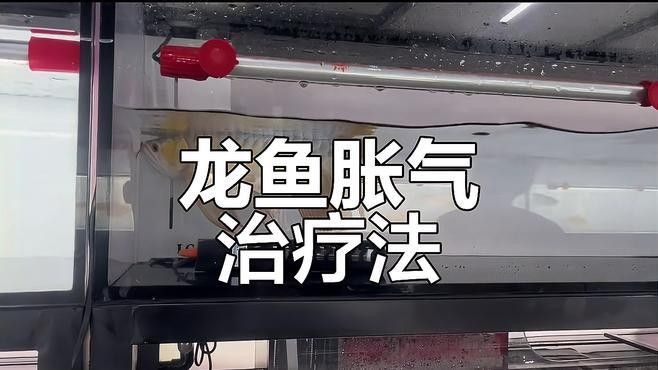 龍魚突然翻肚怎么急救