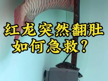 龍魚突然翻肚怎么急救
