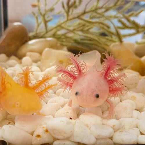 恐龍魚長什么樣子