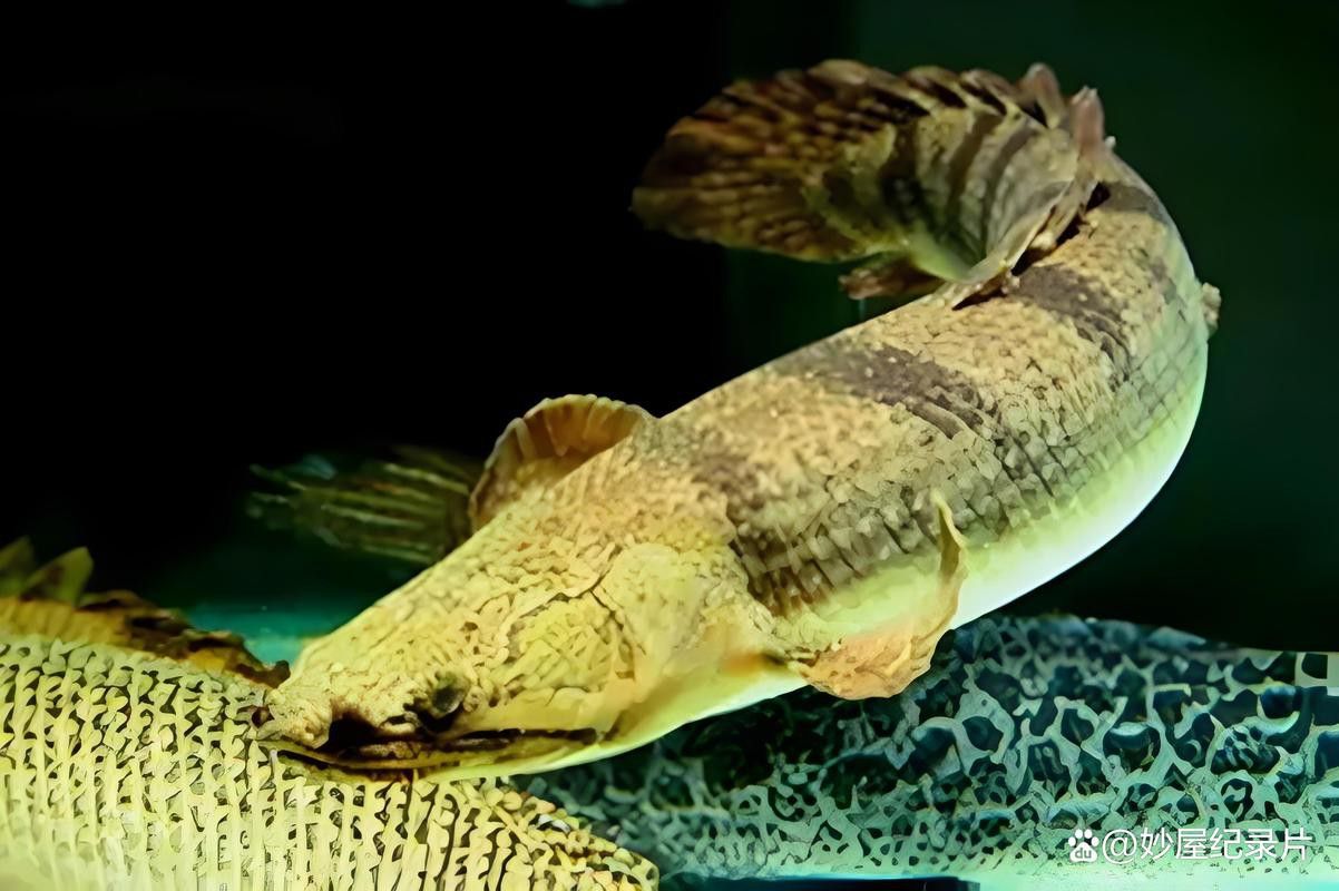 恐龍魚長什么樣子