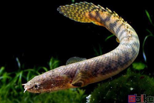 恐龍魚長什么樣子