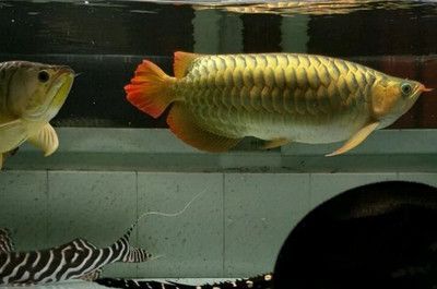 40以上的龍魚幾天喂一次（40厘米以上的龍魚喂食頻率應(yīng)該是幾天喂一次呢） 40以上的龍魚幾天喂一次（40厘米以上的龍魚喂食頻率應(yīng)該是幾天喂一次呢） 龍魚百科 第2張