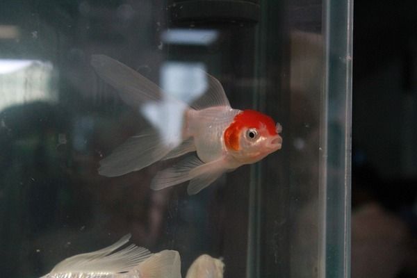 龍魚缸配什么底層魚好：龍魚缸配什么底層魚好，探索適合與您共處 龍魚缸配什么底層魚好：龍魚缸配什么底層魚好，探索適合與您共處 龍魚百科 第1張