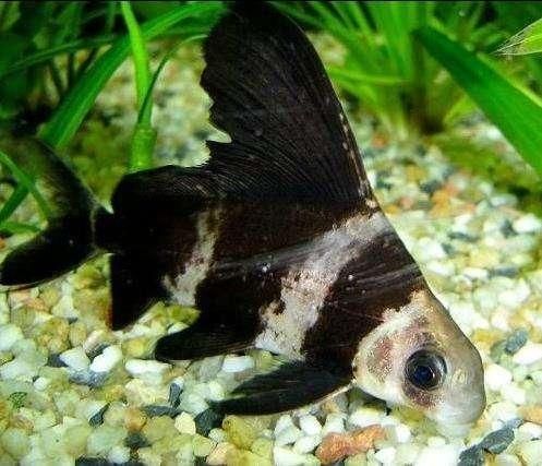 銀龍魚冬天需要多少度（銀龍魚冬季所需水溫）
