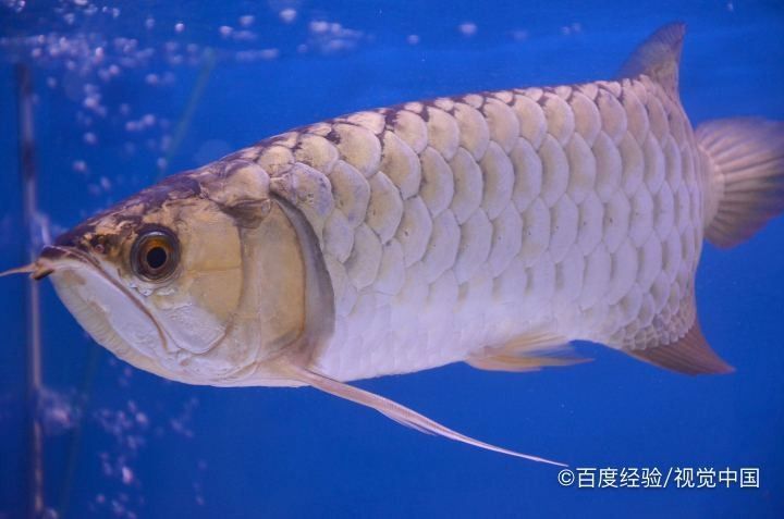 龍魚開尾手術