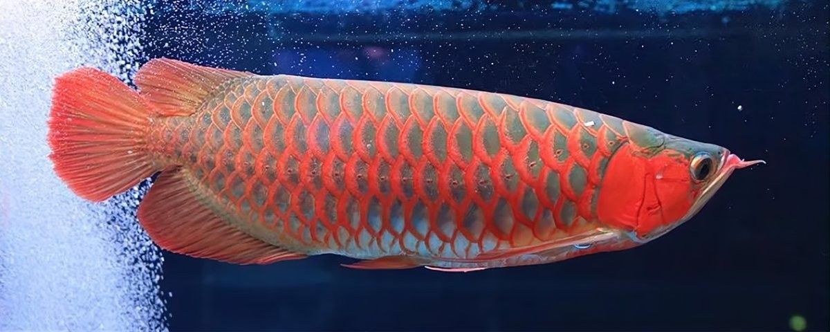 龍魚開尾手術