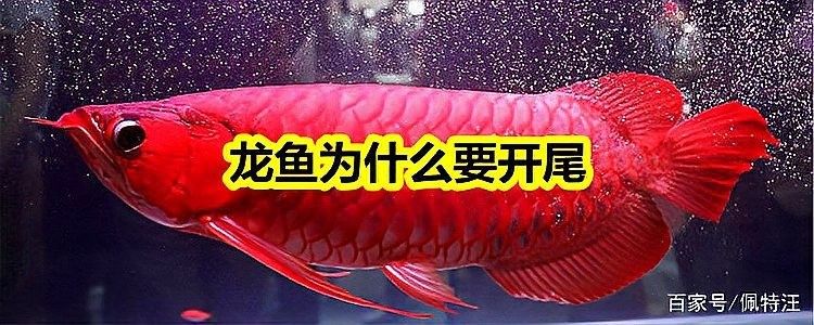 龍魚開尾手術