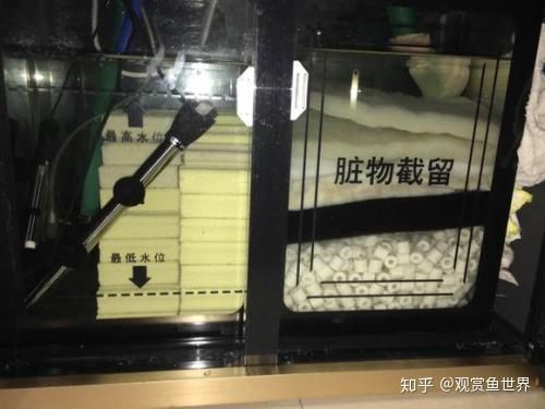 龍魚豎著游：龍魚豎著游可能是由多種因素引起的