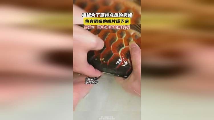 龍魚(yú)為什么要拔鱗片