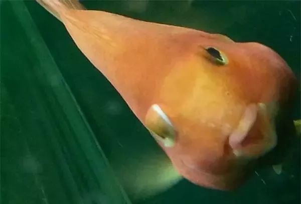 觀賞魚突眼怎么治療