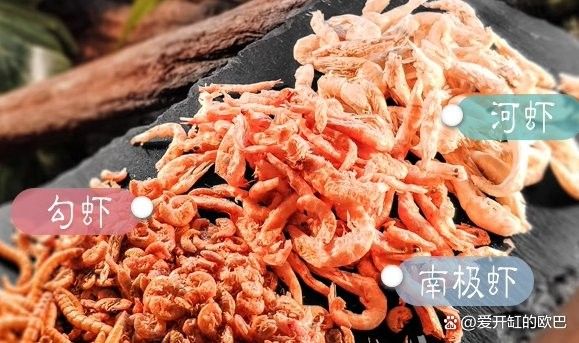 雷龍魚食量大嗎