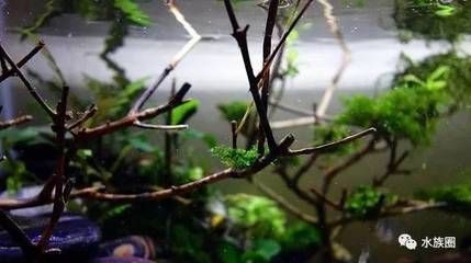 養龍魚溫度控制在幾度：養龍魚合適的溫度范圍是多少 養龍魚溫度控制在幾度：養龍魚合適的溫度范圍是多少 龍魚百科 第2張