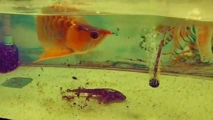 10公分金龍魚喂什么好養(yǎng)