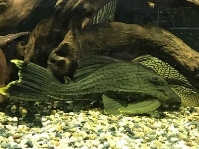 綠皮皇冠豹魚植物性餌料搭配（綠皮皇冠豹魚混養注意事項綠皮皇冠豹魚混養注意事項）