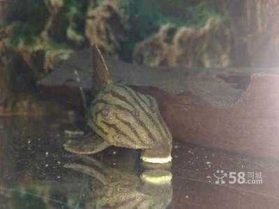 綠皮皇冠豹魚植物性餌料搭配（綠皮皇冠豹魚混養注意事項綠皮皇冠豹魚混養注意事項）