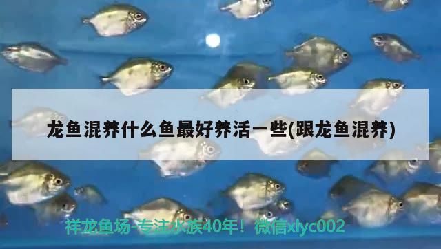 龍魚和什么魚混養喂食最方便：與龍魚混養的幾種魚類