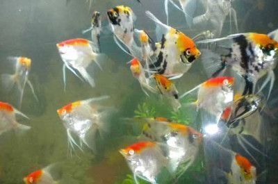 龍魚和什么魚混養喂食最方便：與龍魚混養的幾種魚類