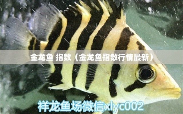 高端紅龍魚品牌排行榜最新價格是多少，