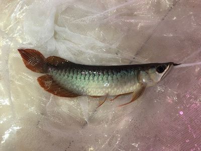 龍魚(yú)掉鱗片是怎么回事：龍魚(yú)為什么會(huì)掉鱗