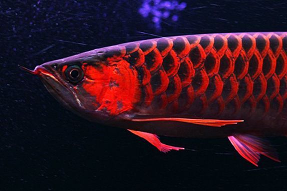 龍魚(yú)掉鱗片是怎么回事：龍魚(yú)為什么會(huì)掉鱗