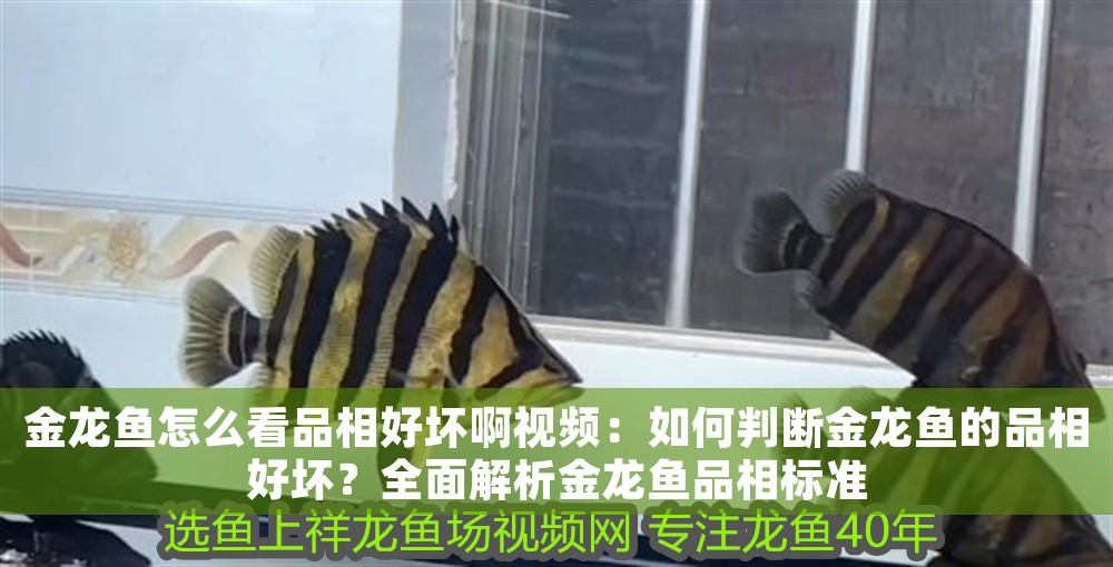 金龍魚怎么看品相好壞啊視頻：如何判斷金龍魚的品相好壞？全面解析金龍魚品相標(biāo)準(zhǔn)