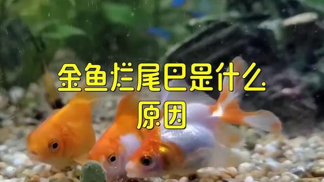 治療龍睛金魚爛尾病的方法有哪些？