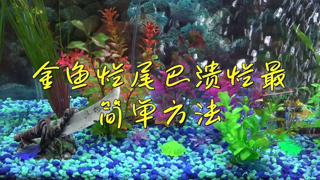 治療龍睛金魚爛尾病的方法有哪些？
