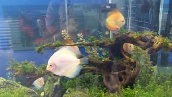 紅龍魚的增色藥怎么用：紅龍魚增色藥怎么用紅龍魚增色藥使用應謹慎