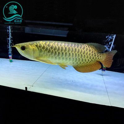 高背金龍魚用什么燈光：高背金龍魚用什么燈光， 高背金龍魚用什么燈光：高背金龍魚用什么燈光， 龍魚百科 第2張