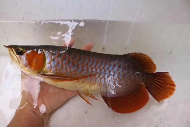 紅龍魚品質好壞怎么看（如何判斷紅龍魚的品質好壞）