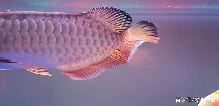 龍魚傷口恢復最簡單方法