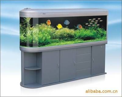 觀賞龍魚基本需要多大缸（養龍魚要用多大的缸？）