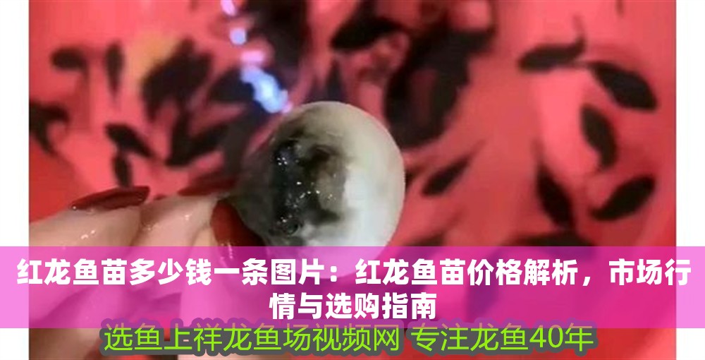 紅龍魚苗多少錢一條圖片：紅龍魚苗價格解析，市場行情與選購指南
