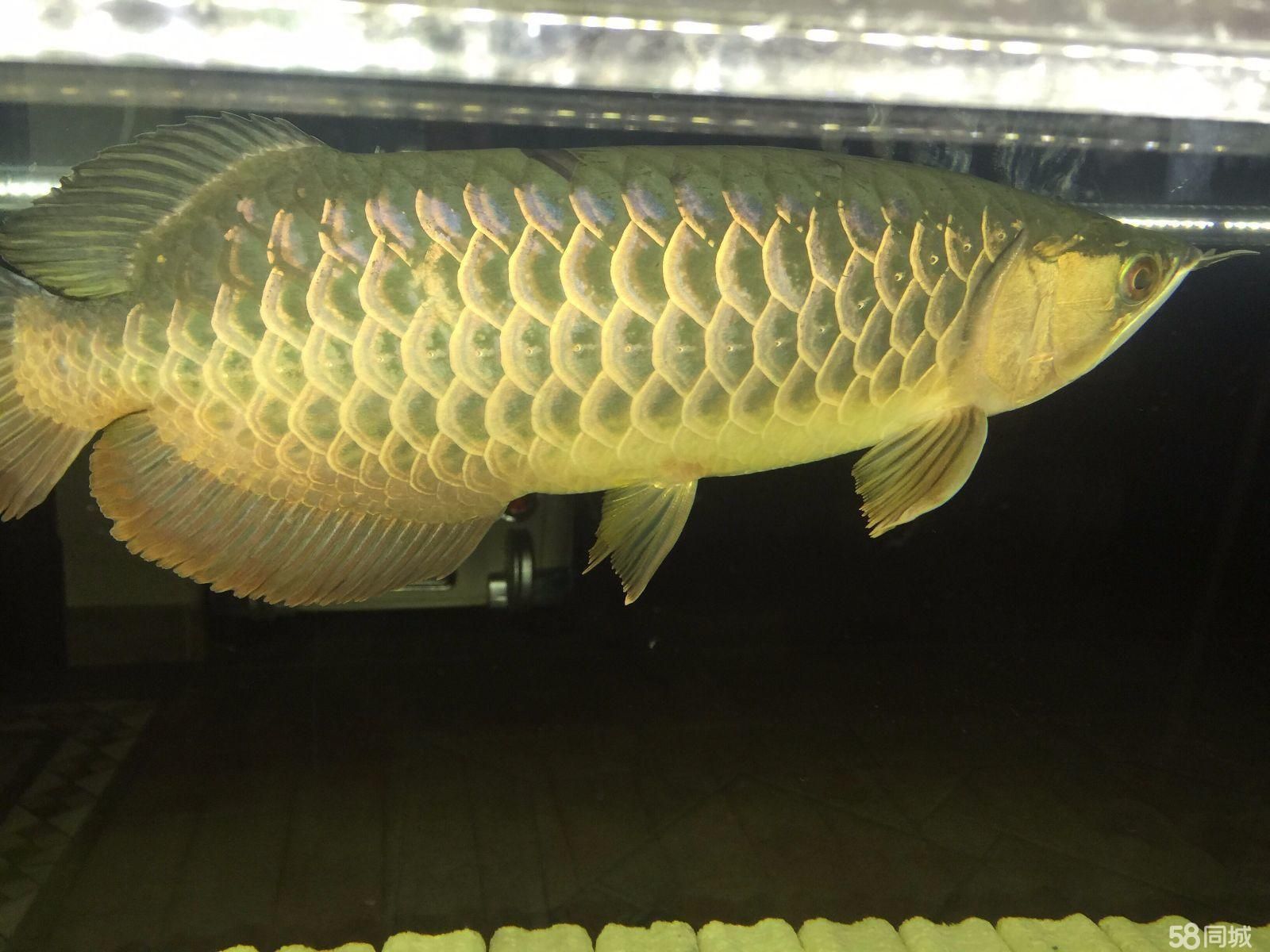 除了金龍魚還有什么魚有可比性的（金龍魚與什么魚混養(yǎng)比較好？）