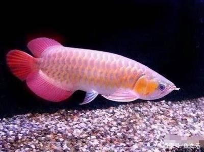 龍魚鱗片上有白點是什么病