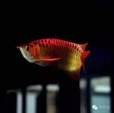 龍魚鱗片上有白點是什么病