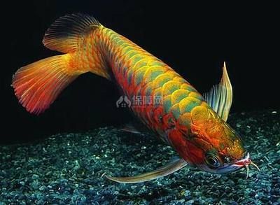 龍魚有什么講究？：在飼養龍魚時，有一些具體的講究需要注意，首先要注意