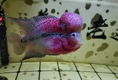 紅龍魚飼養(yǎng)難度對比：紅龍魚與其他常見龍魚品種在飼養(yǎng)難度上有一定的差異