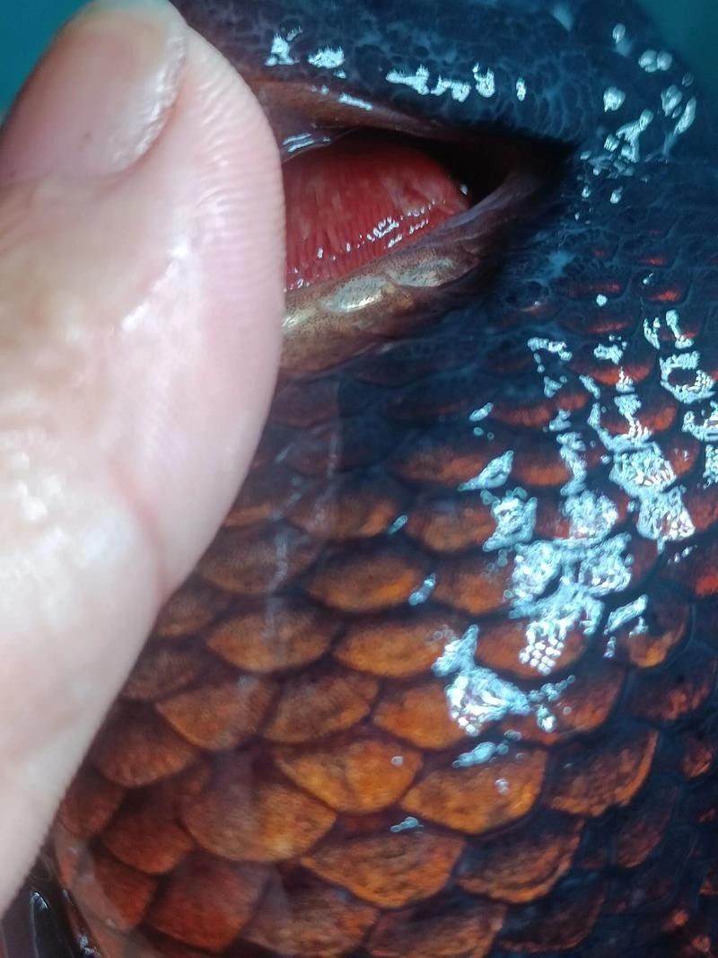銀龍魚魚鱗發紅怎么回事兒圖片