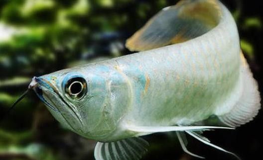 銀龍魚魚鱗發紅怎么回事兒圖片