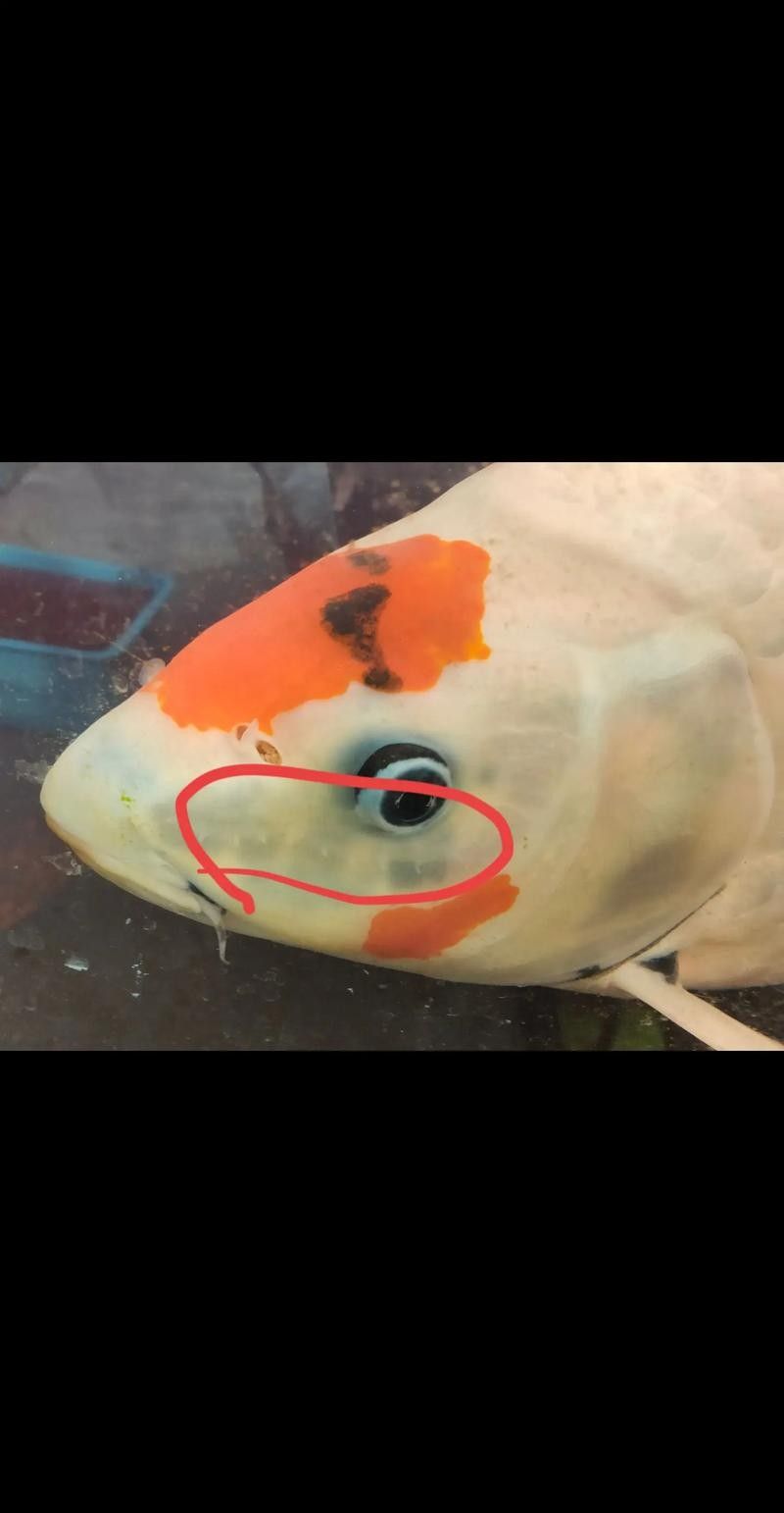 銀龍魚魚鱗發紅怎么回事兒圖片