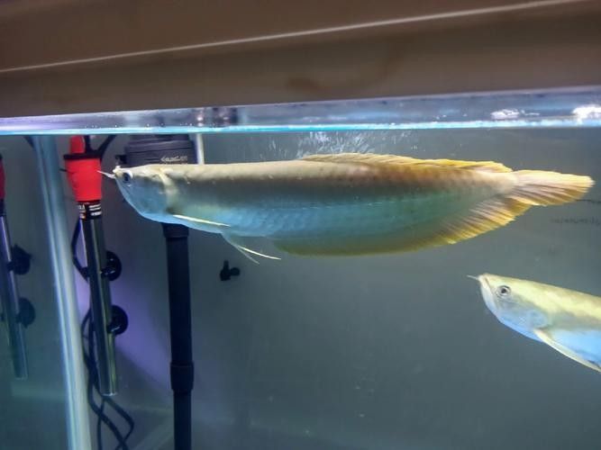 銀龍魚魚鱗發紅怎么回事兒圖片