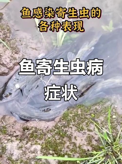 銀龍魚魚鱗發紅怎么回事兒圖片