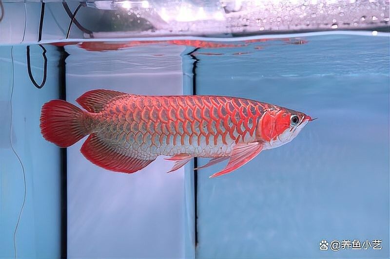 銀龍魚魚鱗發紅怎么回事兒圖片