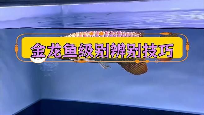 過背金龍魚和高背龍魚的區別